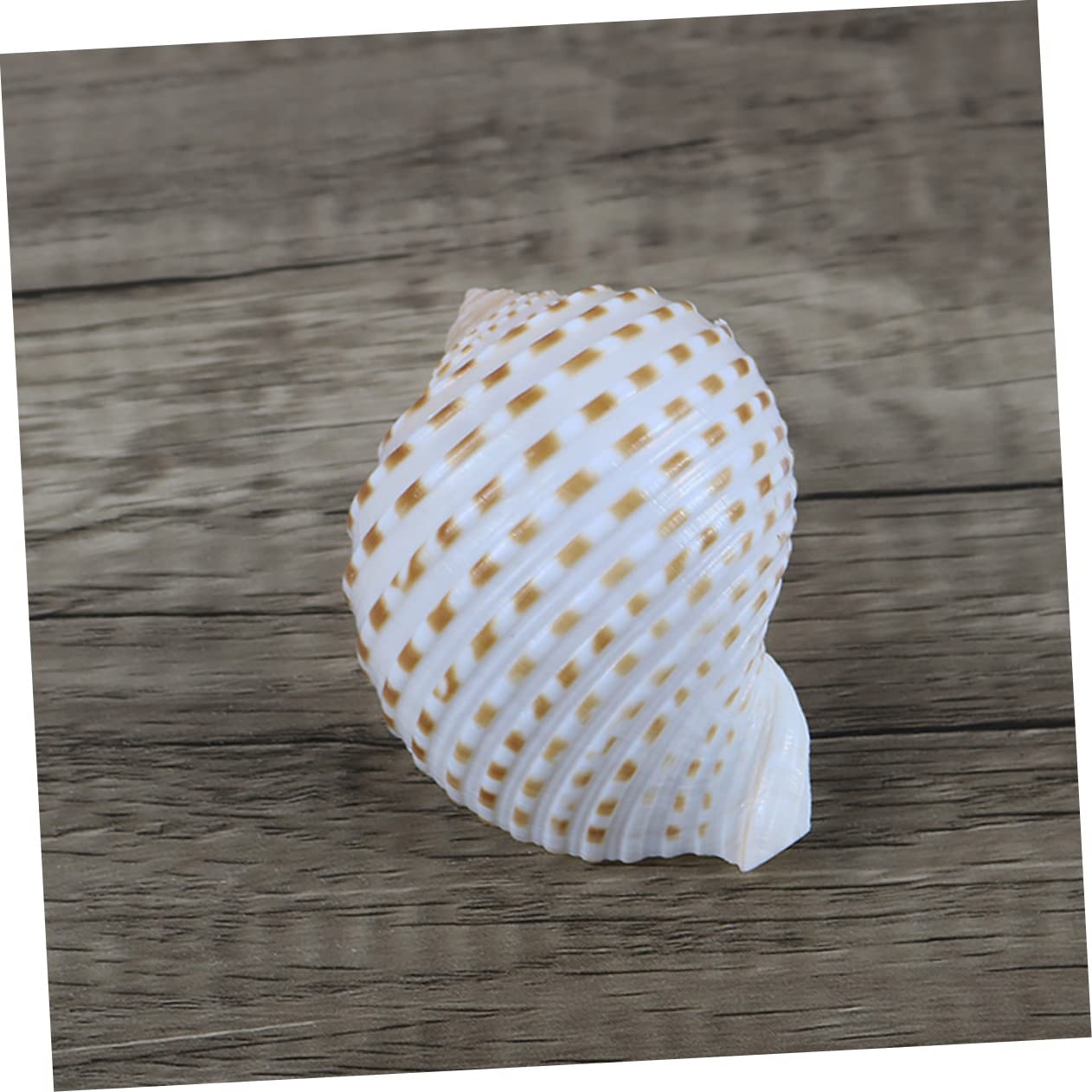 BESPORTBLE 2 Set Decorative Naturali per Decorazioni Nautiche Decor Craft E Accessori per per Creazioni da Te E Centrotavola 3 Pezzi * 2
