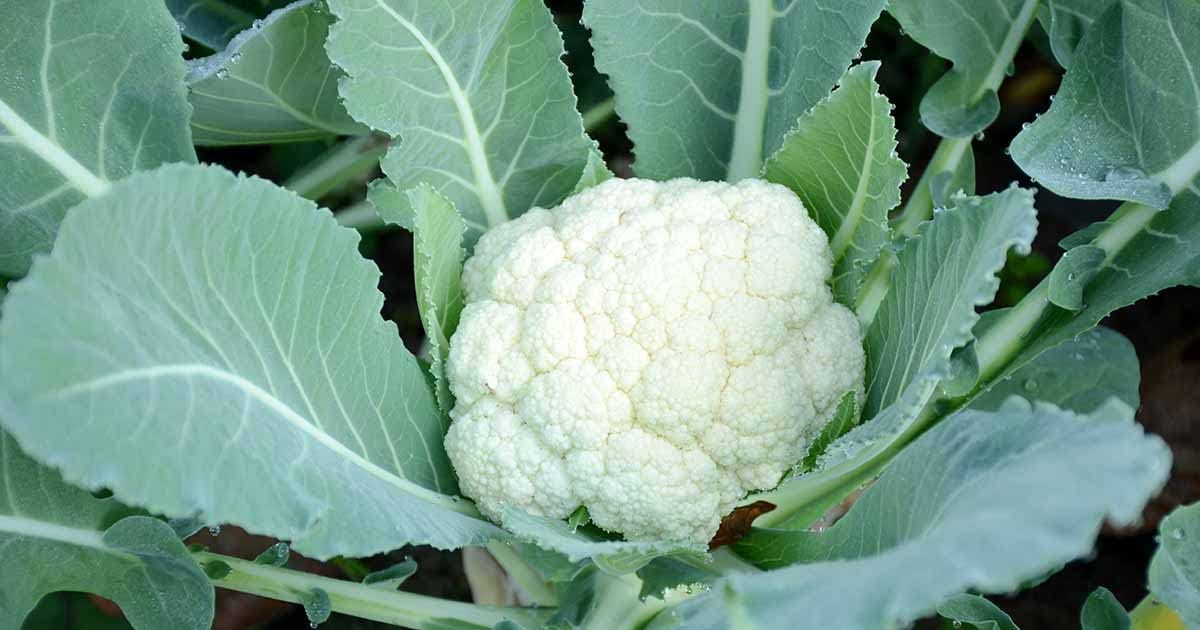 Siddhi Vinayak Gallery® Imported CAULIFLOWER Seeds - Open Pollinated Vegetable seeds Kitchen Garden Packet (Pack of 100 seeds/paket) (B09X6ZYKJW) Amazon Price History, Amazon Price Tracker