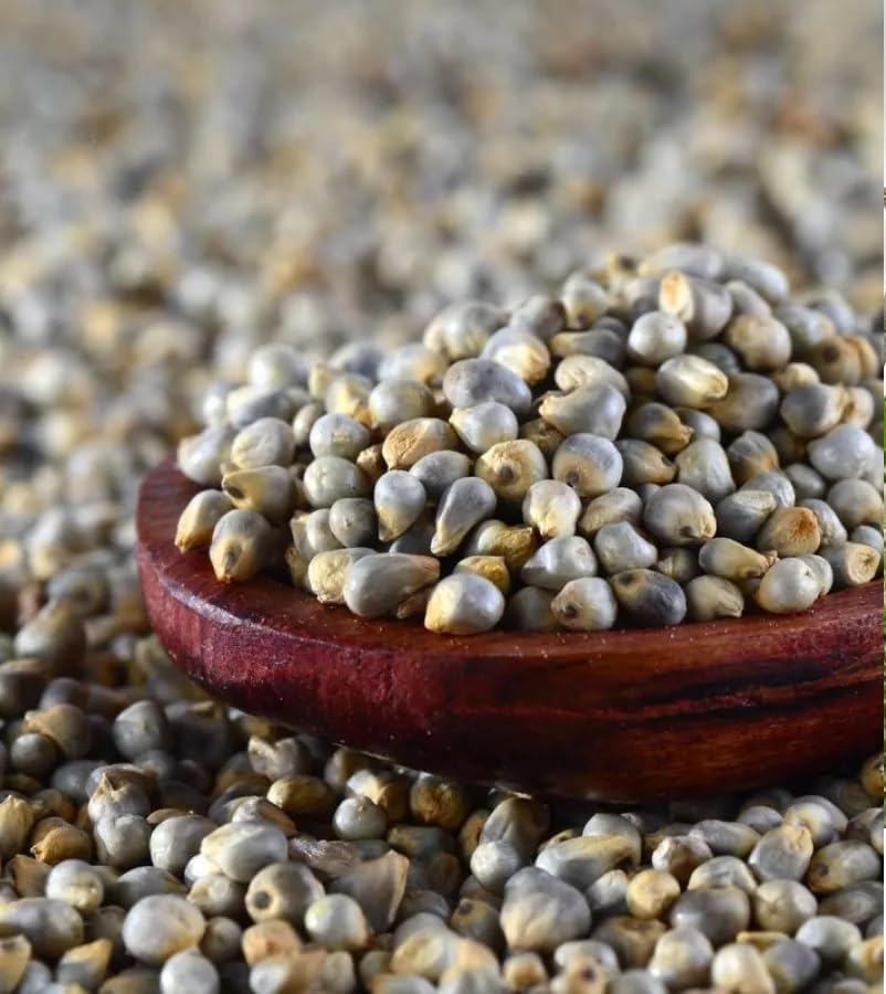 Image of Organic Bajra Grains Pearl Millet Seeds (5 Kgs) | For Farming, Sowing & Agriculture Use | Produce of India | 100% Natural & Non-GMO | By Eywa