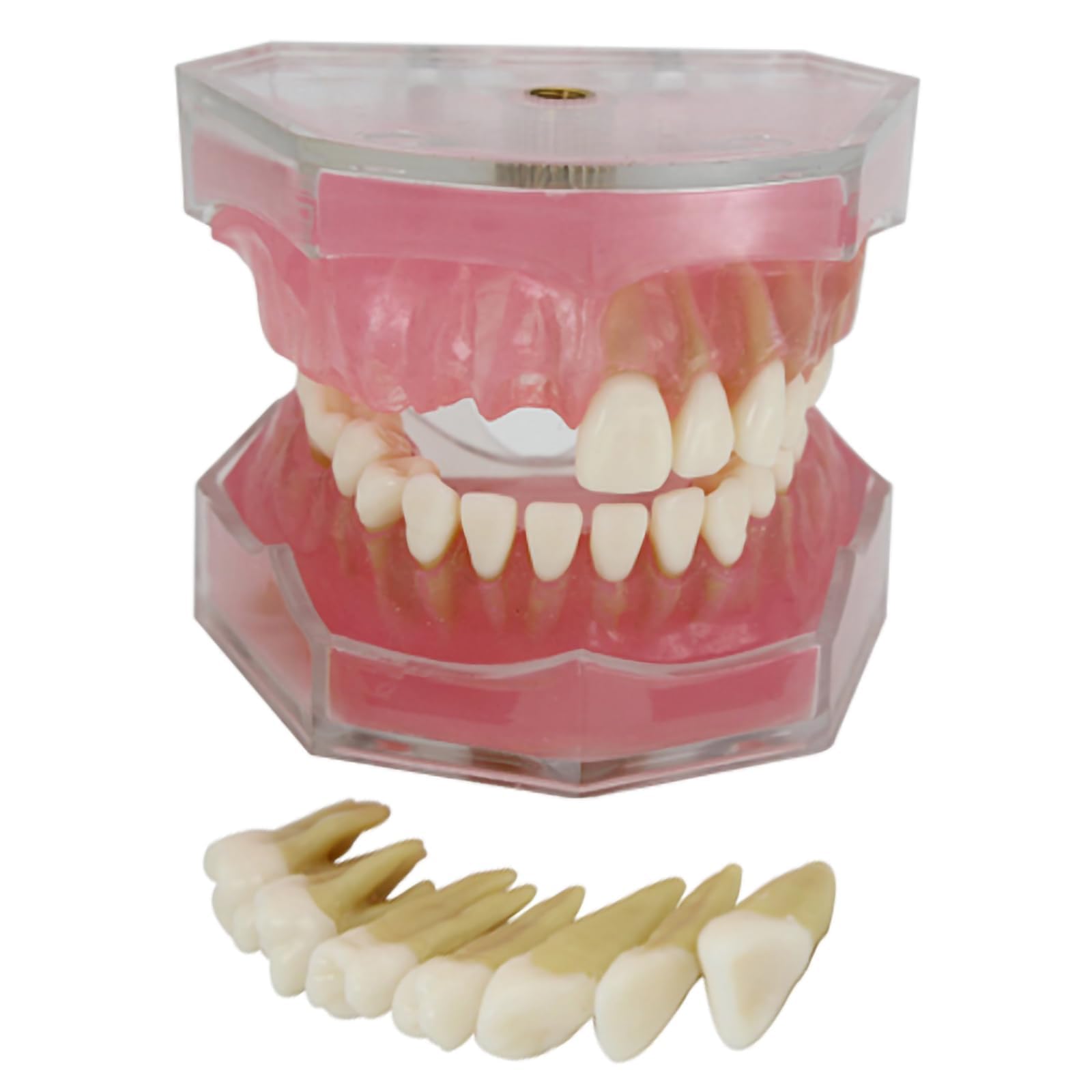 Plabnk Natural Soft Gingival Tooth Model, Fully Disassembled Learning Practice Tooth Extraction Model,Dental Model Soft Gums,