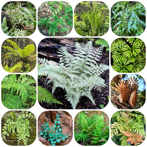 semillas - helechos resistentes para el jardín, helecho resistente semillas de helecho culinarias silvestres, resistentes 400pcs