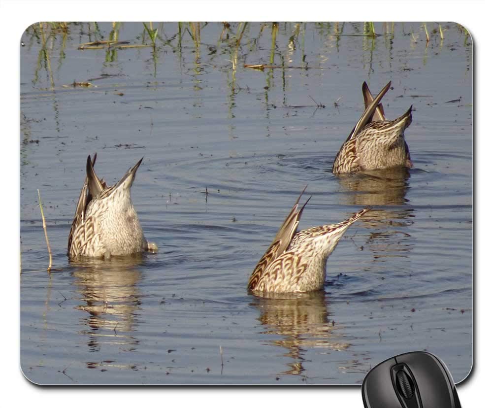 Mouse Pad - Pintail Northern Pintail Anas Acuta Duck Bird 1
