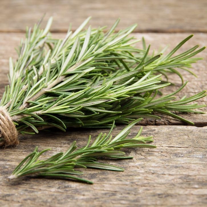 50+ Semillas Romero - Verde Hierba