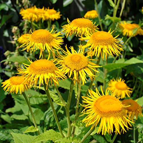 Elecampane Seeds (Inula helenium) 40+ Organic Heirloom Seeds in FROZEN SEED CAPSULES for The Gardener & Rare Seeds Collector - Plant Seeds Now or Save Seeds for Many Years