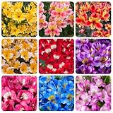 30+ Mix Alstroemeria Seeds for Planting - Perennial, Attracts Hummingbirds