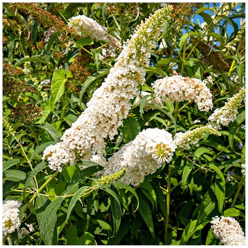 3 x Buddleia davidii 'White Profusion' in 9cm pots Buddleja Butterfly Bush 3fatpigs®