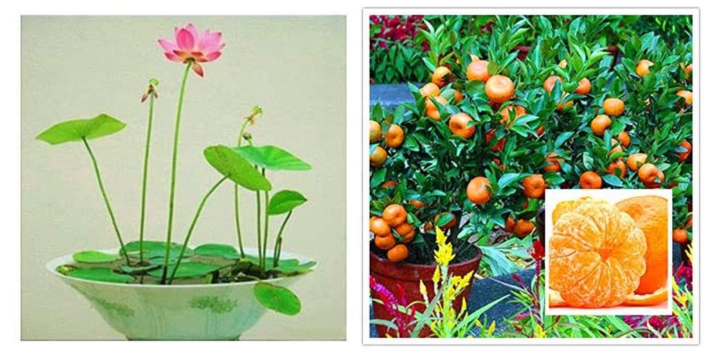 Creative Farmer Lotus Flower Seeds Live Plants For Garden Orange Indoor Plant Bonsai Suitable Orange Plant Plant Plant Combo Amazon In Garden Outdoors