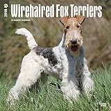 fox terrier glatthaar kaufen  Fox Terriers - Foxterrier 2018 - 18-Monatskalender mit freier DogDays-App: Original BrownTrout-Kalender [Mehrsprachig] [Kalender] (Wall-Kalender)