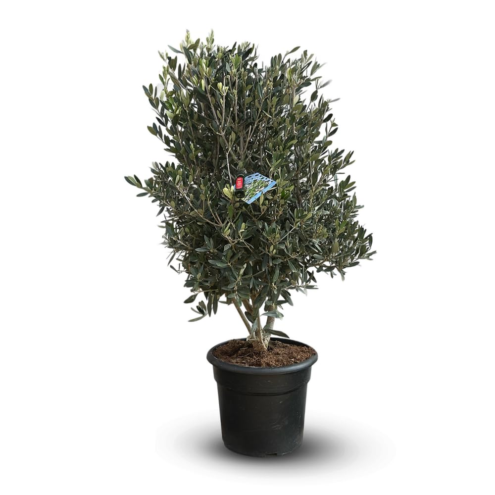 Attitude Jardin - Drzewo oliwne europaea z mini butelką oliwy z oliwek - krzew śródziemnomorski - 90-100 cm - 28 cm - roślina zewnętrzna