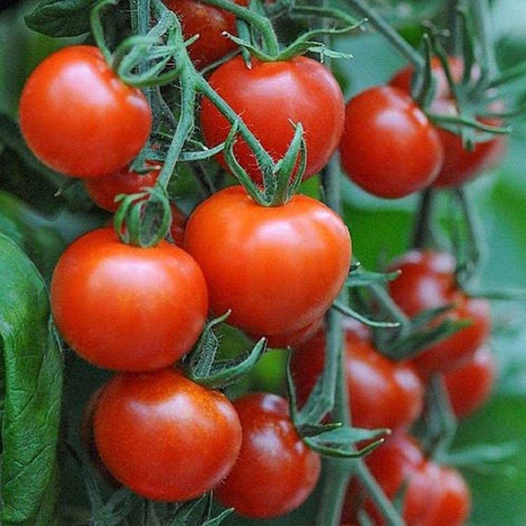 Live Green Vegetable Seeds | Tomato Seeds | F1 Hybrid | Organic Seeds | For Home & Kitchen Garden | Pack of 1 pkt 50-70 Seeds each (B0995H5FXC) Amazon Price History, Amazon Price Tracker