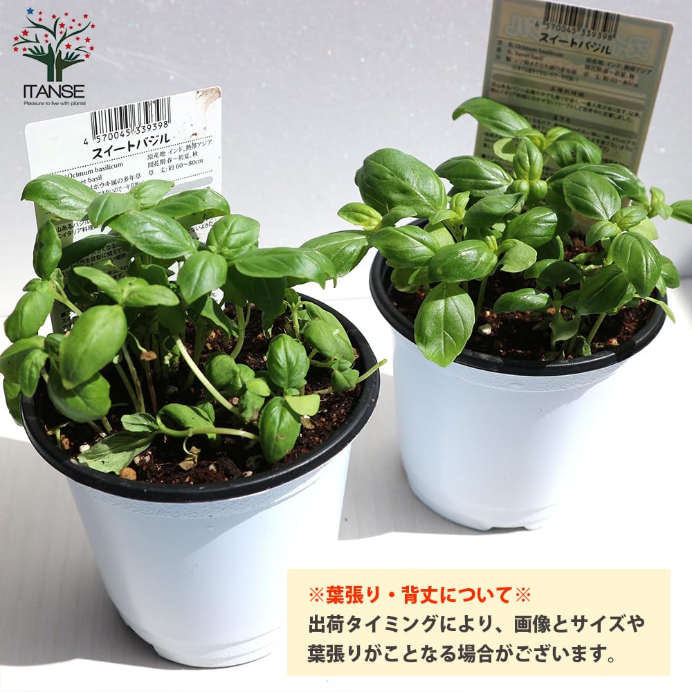 Amazon.co.jp: ITANSE スイートバジル 3個セット ハーブ苗9~10.5