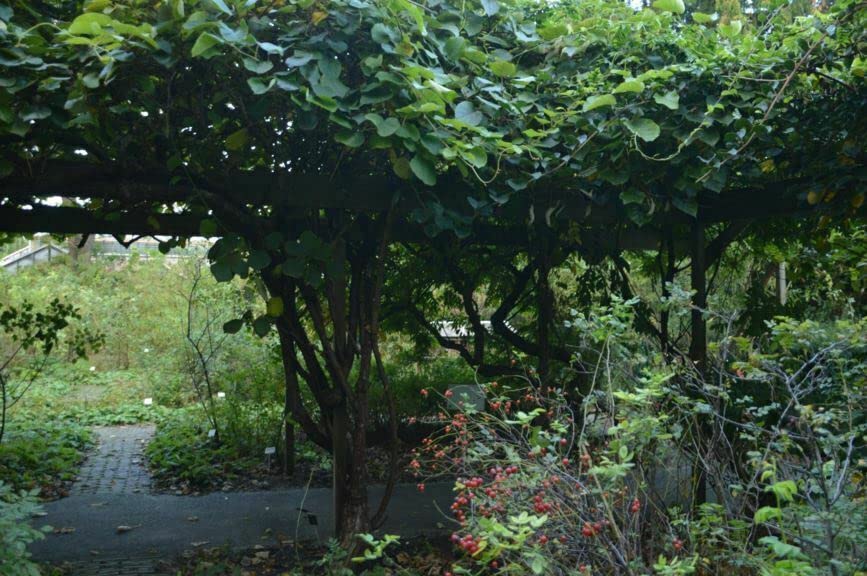 Pianta Di Kiwi Jenny Autofertile - Vaso ø11 Cm, Vivaio Di Castelletto | Per Frutti Dolci E Zuccherini - Foto 7