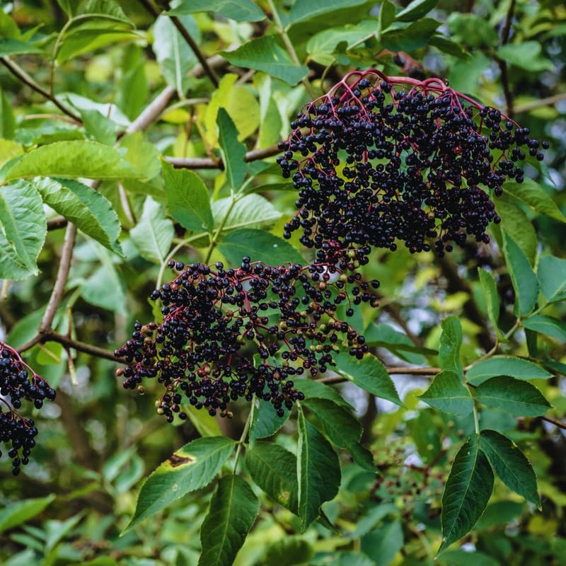 2 Elderberry Plants Live Tree for Planting, Elderberry Bushes Live Plants, 6 to 12 Inches Tall
