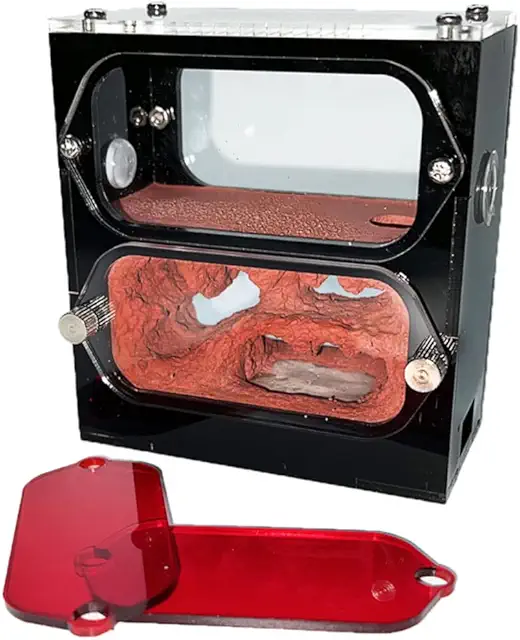 Ferme de Fourmis Acrylique avec Nid Béton - Terrarium Hydratant 25 Jours