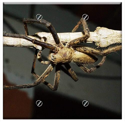 Double Blank Wall Plate Cover - Insects Nature Area Kettle Quindio 2