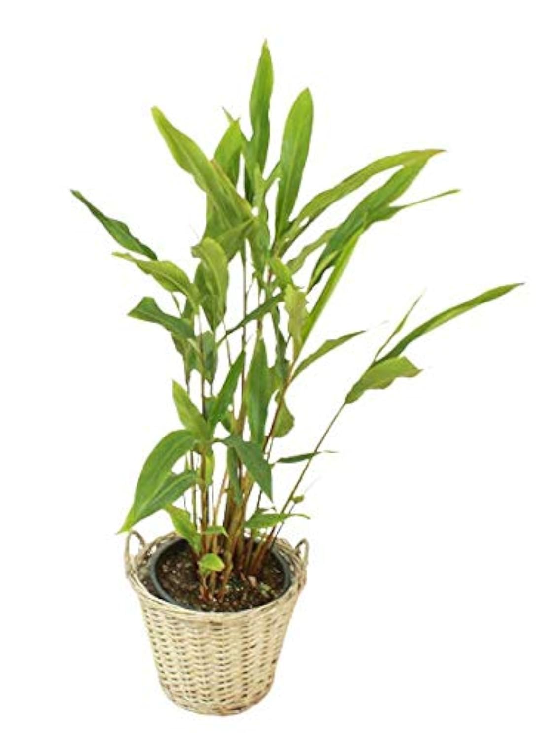 BHAJANLAL GREENERY® Elaichi Cardamom Plant (Green) (B084V72L8K) Amazon Price History, Amazon Price Tracker