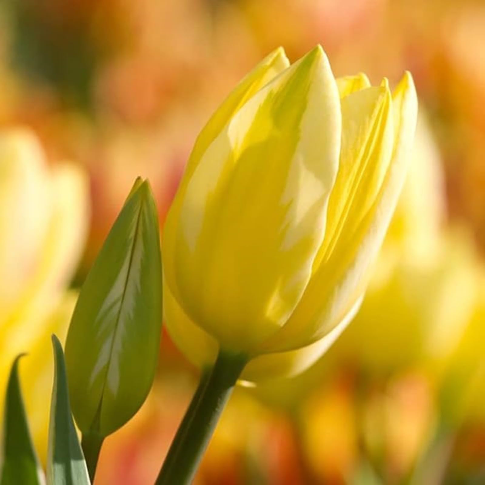 Tulip Bulbs for Planting Now UK Ornamental Perennial Excellent Display Plant Bulbs Greening Flower Good for Containers Natural Organic Easy Plant Perennial Unique-3Bulbs-B