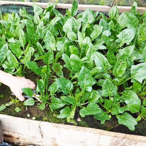 500 piezas semillas de espinacas resistentes - techos verdes semillas de hortalizas exóticas jardín interior,