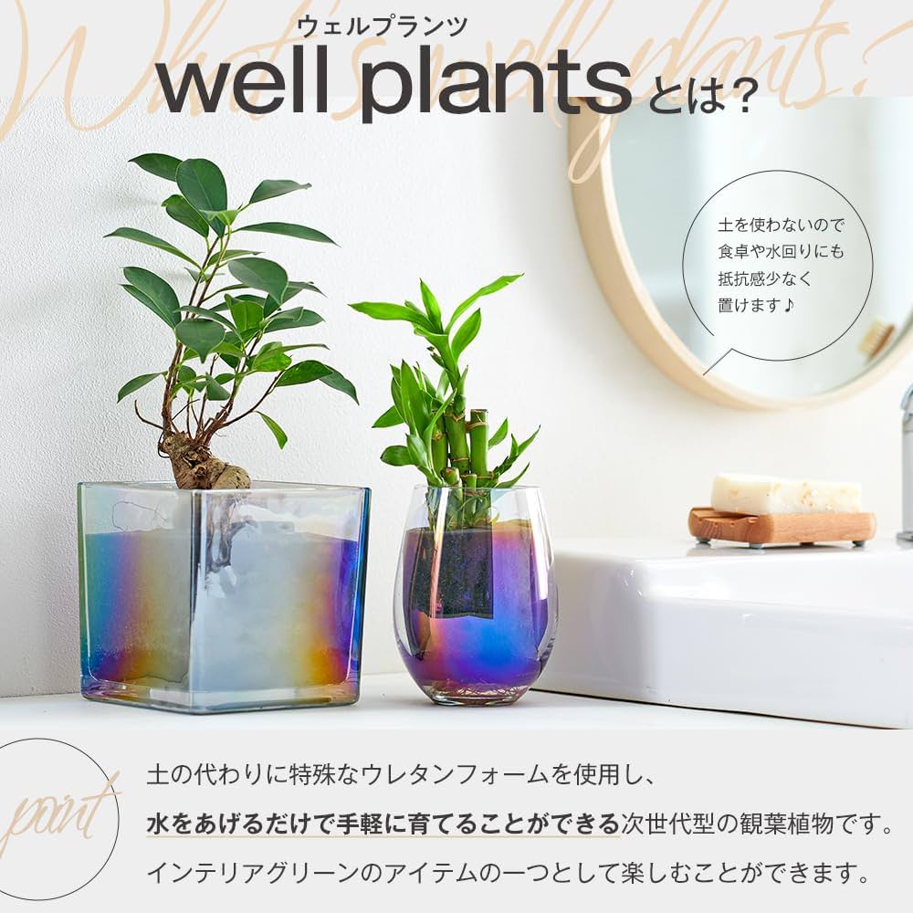 Amazon｜Well Plants 卓上 観葉植物 オーロラカップグラス 土を