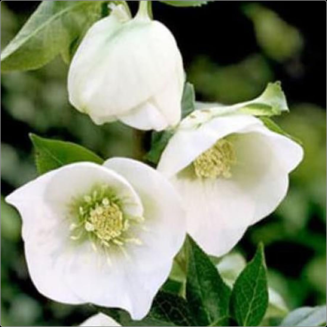 Hellebore Helleborus x hybridus 'White Lady' Plug Plants x 3 Hardy Perennial