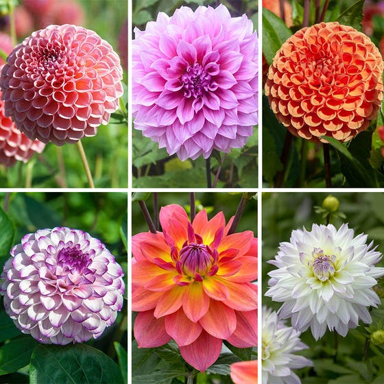 Dahlia hybrid flower seed ( 100 seeds ) Amazon.in Garden & Outdoors