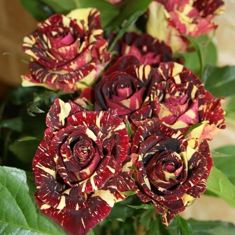 Miniatura 4 de Planta de Rosa Viva, Rosal Vivo para Plantar en su Jardín, Altura de 5-9", Flores Bien Enraizadas y Fragantes con Flores Vibrantes (Rosa Roja,