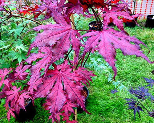 Purple Ghost Japanese Maple - Acer Palmatum Purple Ghost 2 - Year Live Plant #TOP6