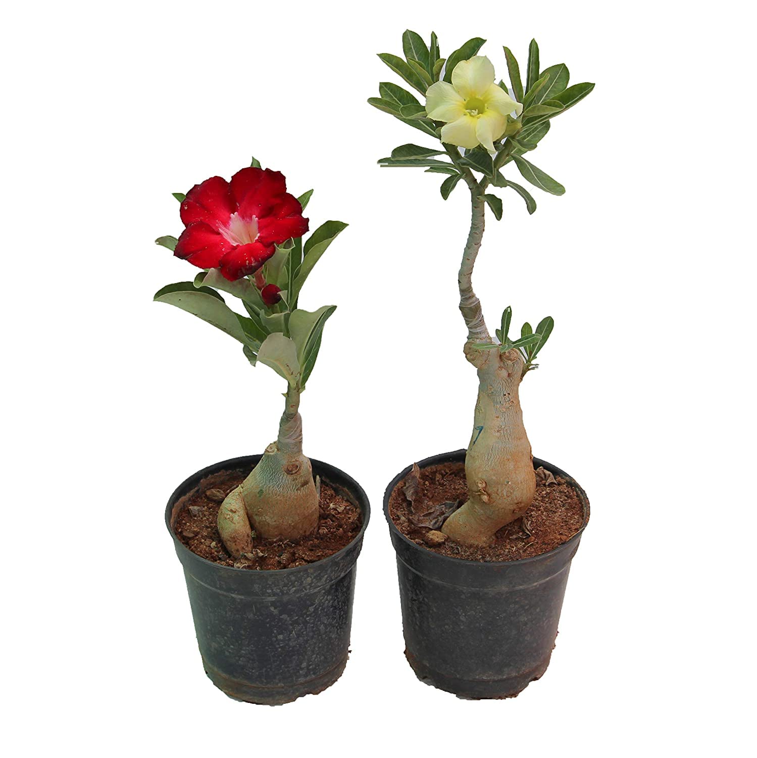 PlantaZee Adenium Bonsai Set of 2 Plants with Pots (Black) (B09TKYFR6S) Amazon Price History, Amazon Price Tracker