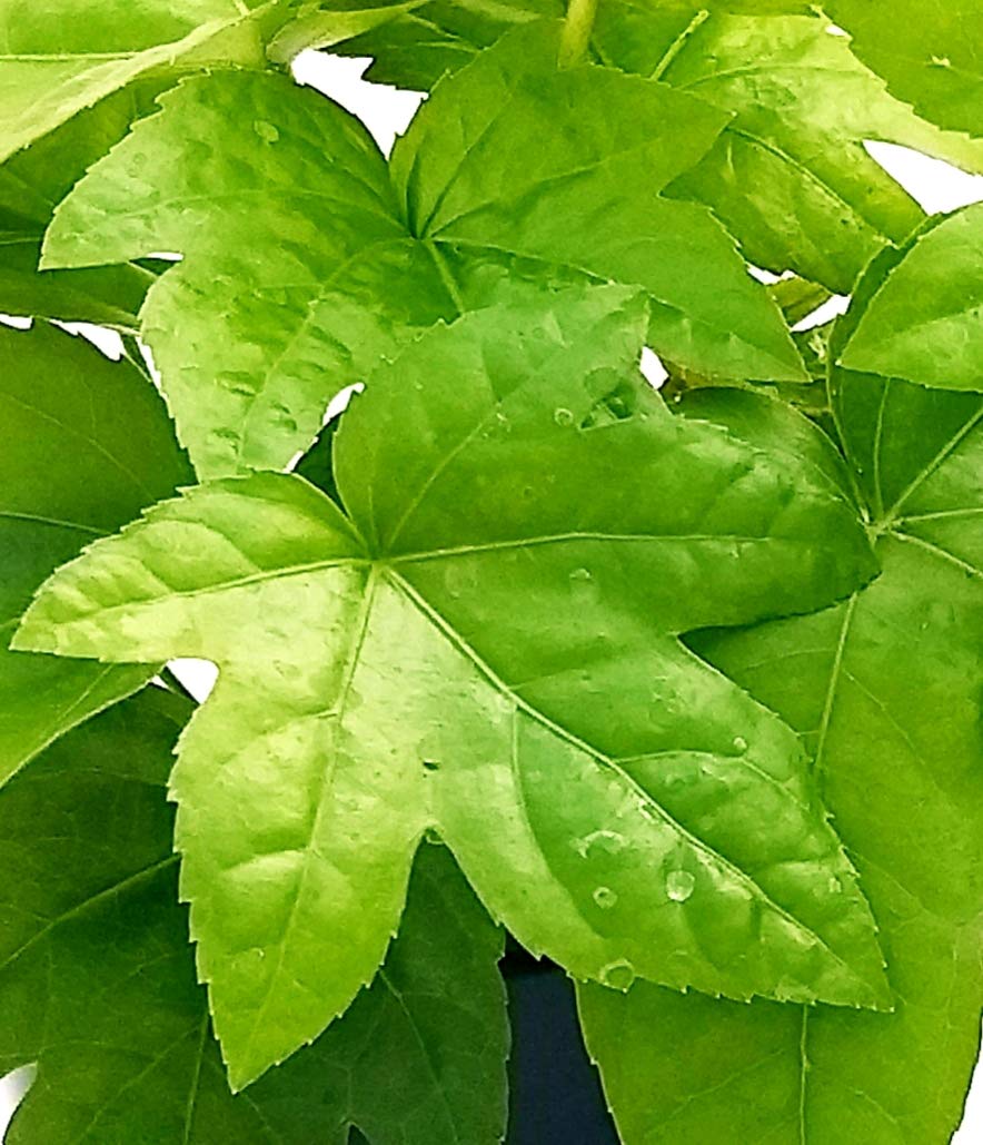 POWERS TO FLOWERS - FATSIA JAPONICA VASO 13 CM DIAMETRO, ARALIA, 2 PIANTE, piante vere
