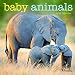 2017 Baby Animals Mini Calendar