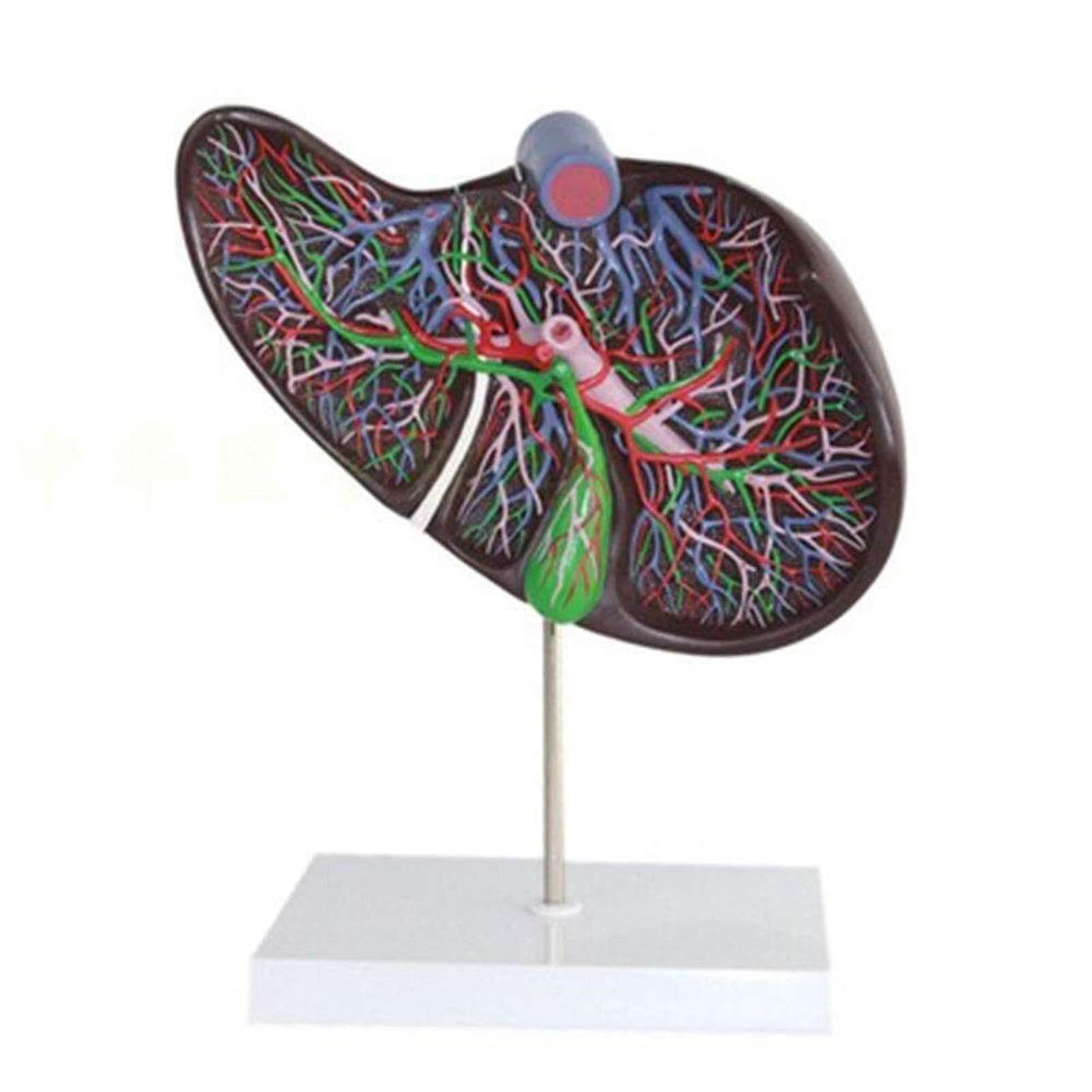 Fegato cistifellea Anatomia del fegato Modello di viscerale ingrandito organi digestivi Umani