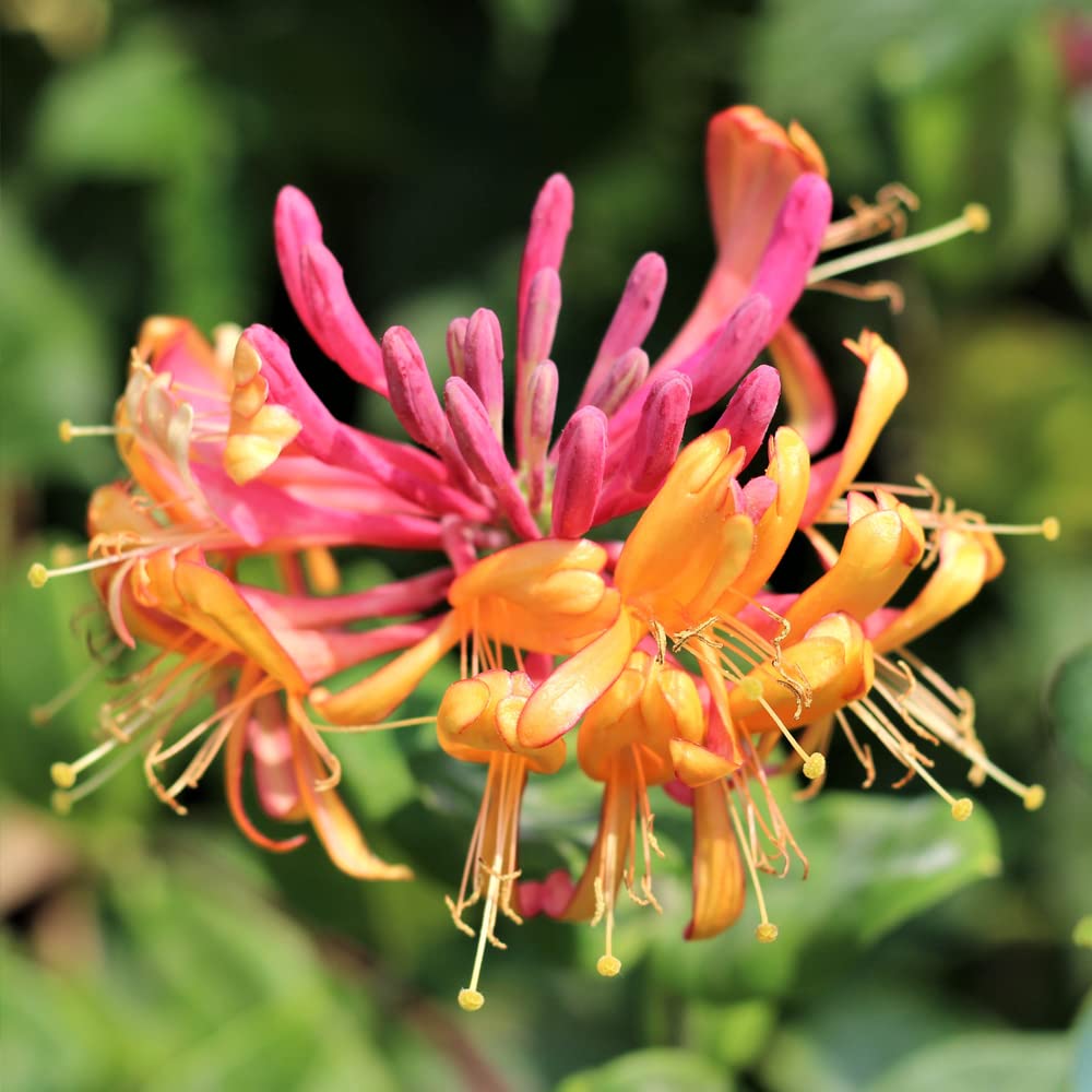 GardenersDream Lonicera Gold Flame - Flammen-Geiblatt Winterhart -  Kletterpflanzen Winterhart Gelb-Rot - Balkon Pflanzen Duftend : Amazon.de:  Garten