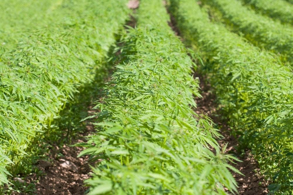 Organic Edible Raw Hemp Seeds for Consumption -2 Lbs, Plant Based Protein 10g & 12g Omega Per Serving I Smoothies, Salad, Non-GMO, Keto, Grow At Mt. Everest Country, Nepal