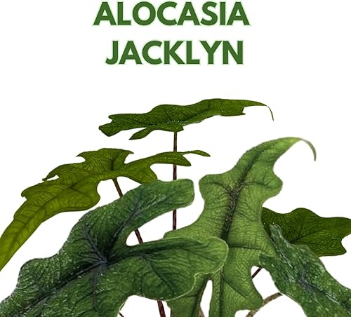 Miniatura 2 de BubbleBlooms Alocasia Jacklyn, Alocasia Tandurusa en maceta de 2 pulgadas