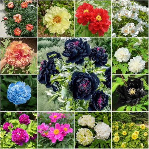 pfingstrosen - frühlingsblüher blumenzwiebel kräutergarten - Seltene serie - winterharte balkon blumendeko 2zwiebeln