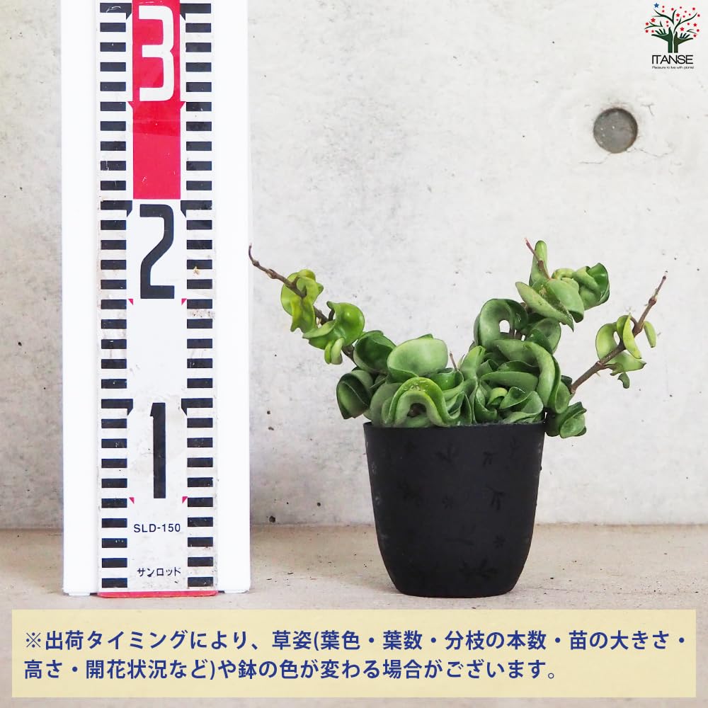 Amazon.co.jp: ITANSE ホヤ (桜ラン) ・カルノーサ コンパクタ