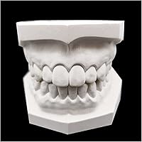 Vista 3 de Modelo dental oral - Modelo de dientes de yeso - Modelo de dientes de yeso súper duro y de alto relleno para enseñanza dental 2 piezas