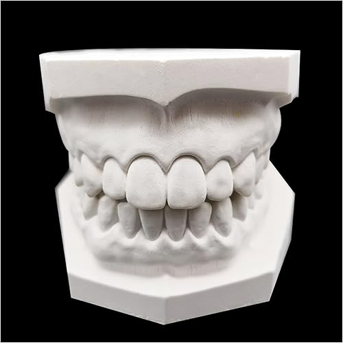 Miniatura 3 de Modelo dental oral - Modelo de dientes de yeso - Modelo de dientes de yeso súper duro y de alto relleno para enseñanza dental 2 piezas