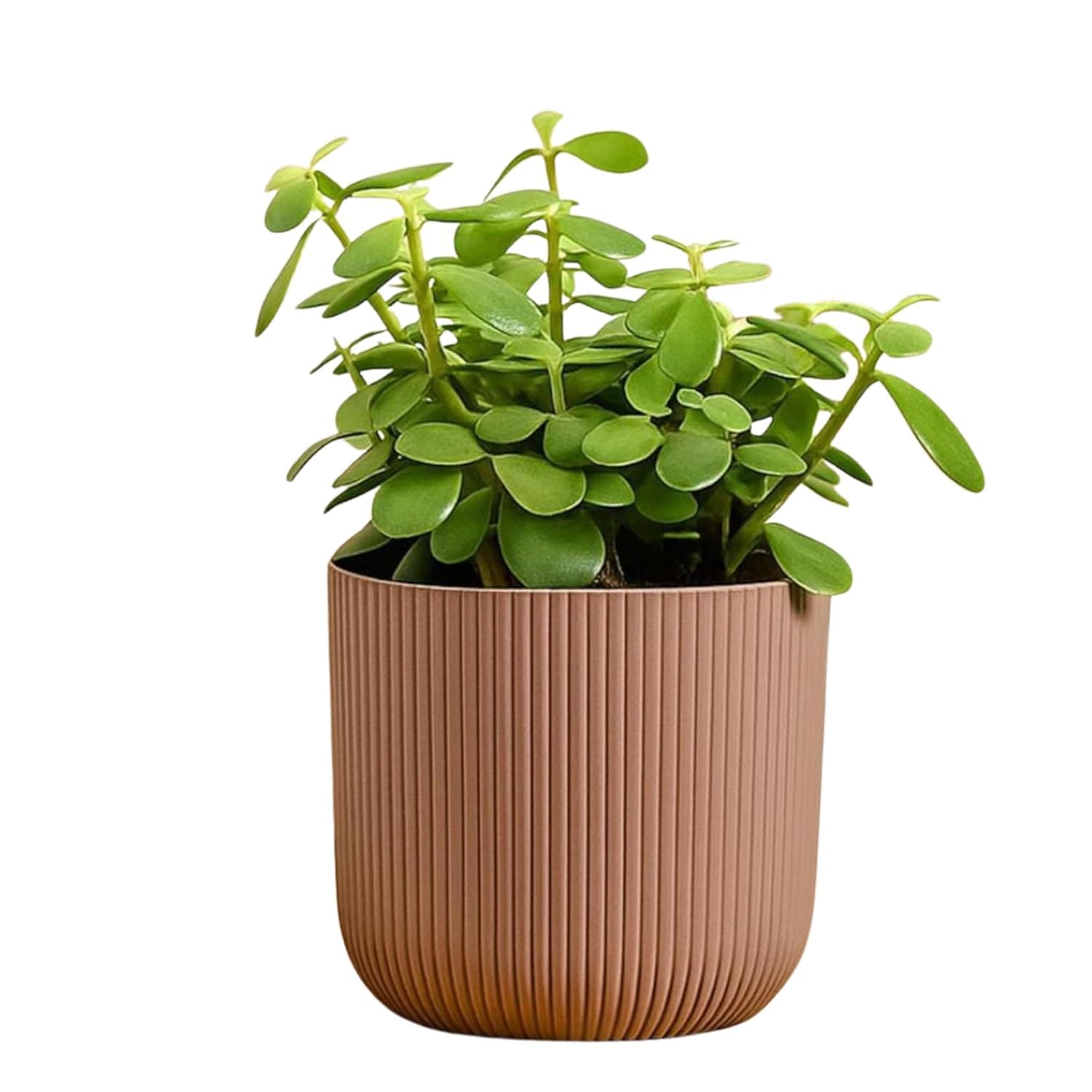 Indoor Decorative Ribbed Planter with Jade Plant | Stylish Succulent for Home Décor-image-14