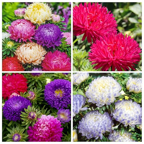 1000+ Perennial Aster Flower Seeds for Planting Outdoors-Rainbow Flower Garden Home Fragrant Butterfly