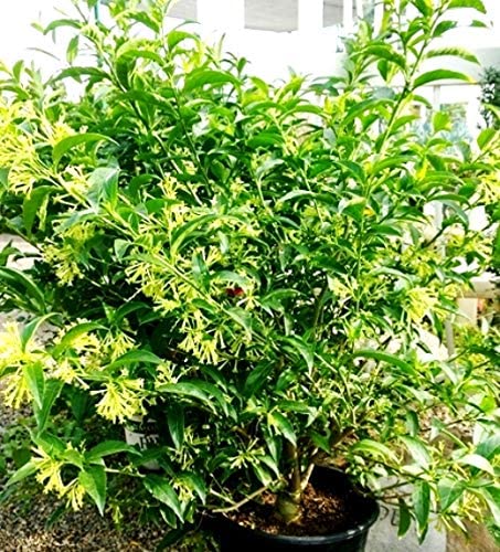 See full amazon price history chart for Din Ka Raja/Day Blooming Jasmine/Cestrum diurnum Charming Flower Plant Din Ka Raja/Day Blooming Jasmine/Cestrum diurnum Charming Flower Plant (B0BKLNZNMG) Amazon Price History, Amazon Price Tracker