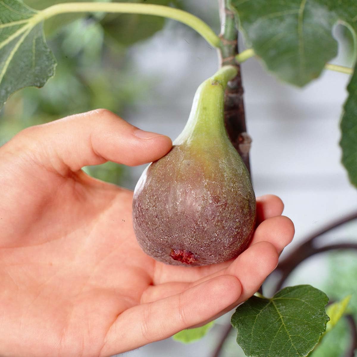 Bloomique Ficus Carica ‘Brown Turkey’ Figuier Arbre fruitier Rustique Hauteur 80-100 cm Pot 21 cm