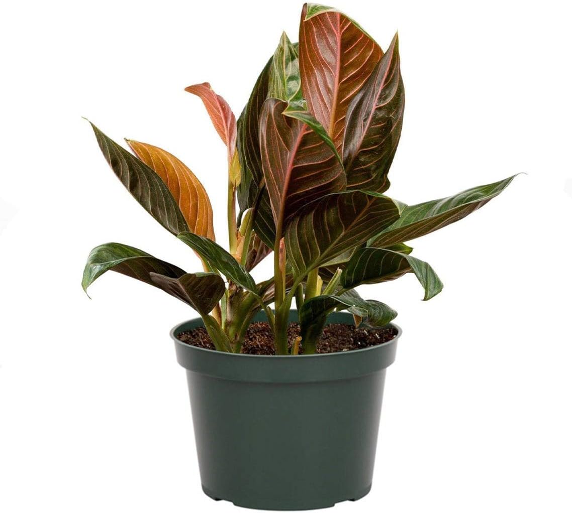American Plant Exchange Live Aglaonema Chocolate Plant, Chinese Evergreen Plant, Plant Pot for Home and Garden Decor, 6" Pot