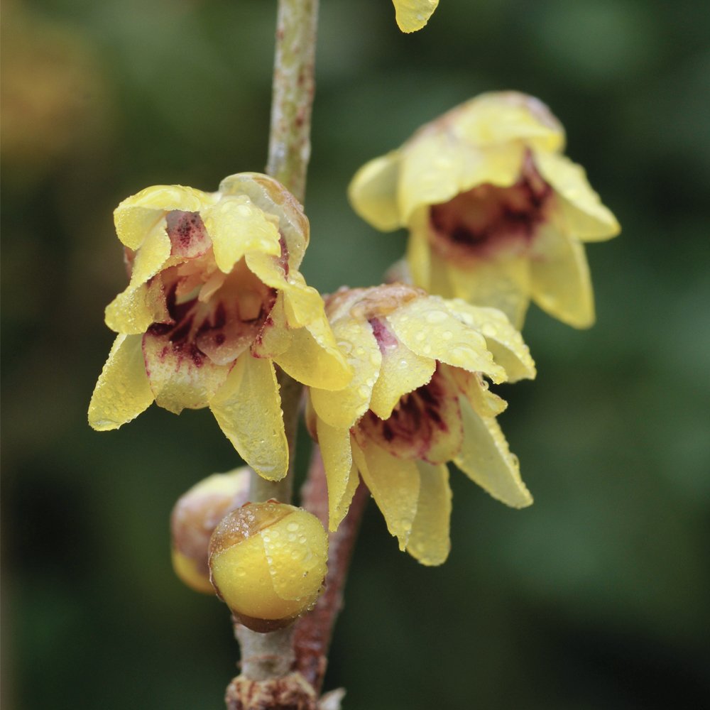 Potted Shrub Chimonanthus Wintersweet, Easy to Grow Hardy Plant for Outdoors with Highly Fragrant Winter Flowers, 2 x Chimonanthus Wintersweet Plant in 9cm Pots by Thompson & Morgan