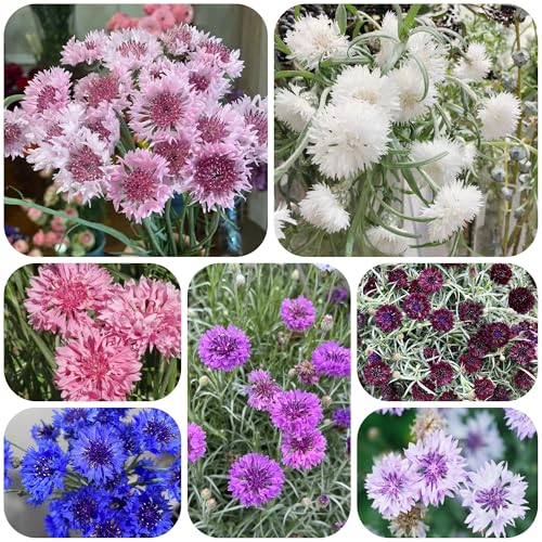 semi di fiordaliso, da giardino resistenti perenni per le balcone dei 1000pcs