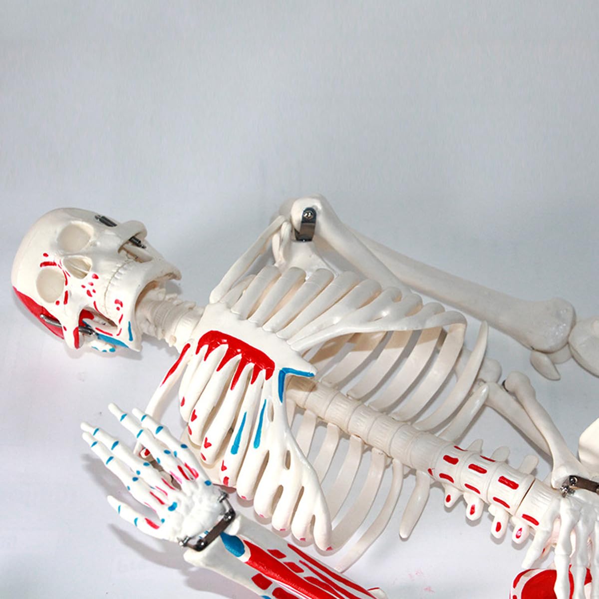 Abnehmbares menschliches Skelettmodell mit halber Muskelfarbe, 85 cm Lehrmodell für Anatomieunterricht