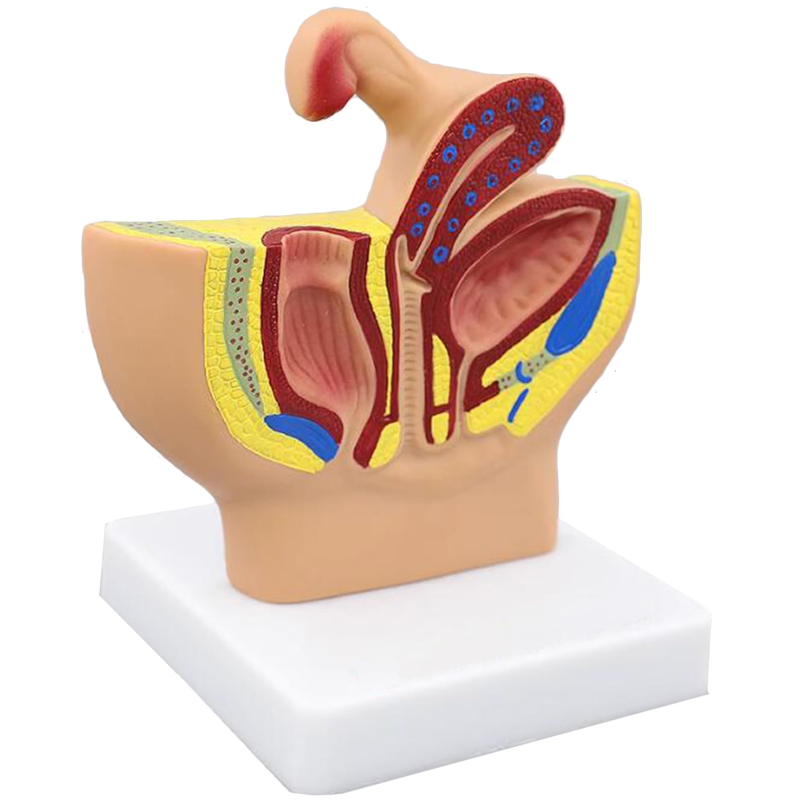 YRQMGSF Human Pelvis Model - Median Sagittal Section Model - Pelvis, Uterus, Bladder, Perineum, Genital Anatomy Model for Science Teaching Tool,female,17cm