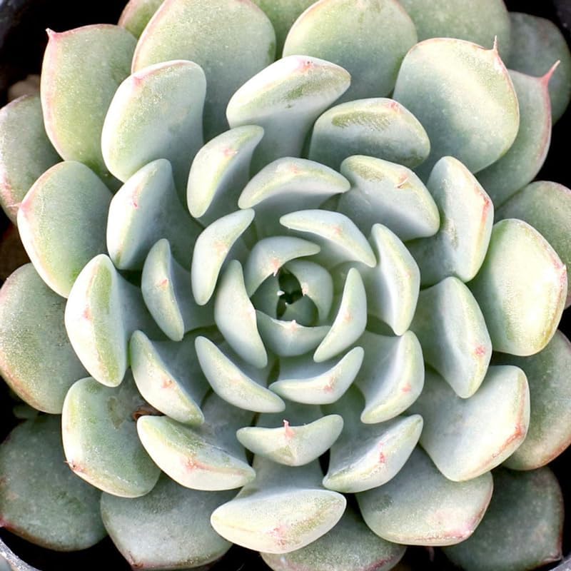 Miniatura 5 de Echeveria Suculents Plantas vivas para cultivar, suculentas de Echeveria vivas, plantas de Echeveria vivas, suculentas de Echeveria viva, Echeveria