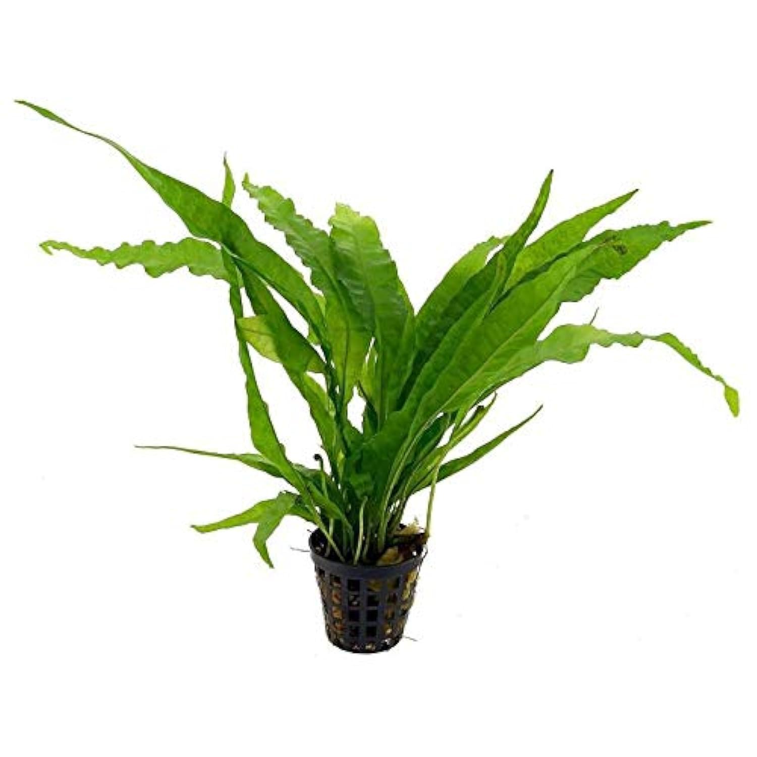 Maalavya Live Aquarium Aquatic Plant Anubias and Fern on Lava Rock -Java Fern Windelov (B07VFPN4F9) Amazon Price History, Amazon Price Tracker