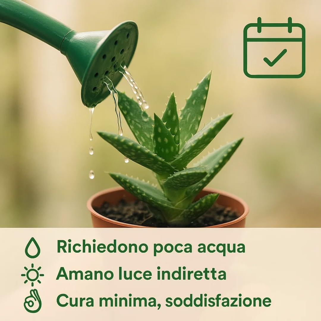 Set di 20 Piante Grasse Vere Senza Spine, Vaso 5,5cm, Mini Piantine da Interno ed Esterno - Piante Succulente Ideali per Scrivania, Casa e Ufficio - Le piantine variano in base alla disponibilità